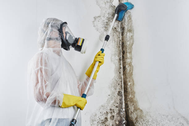 Best Mold Remediation for Specific Building Types in Eaton, IN