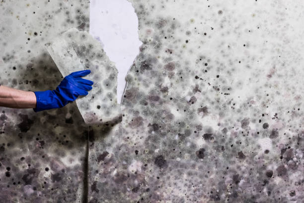 Trusted Eaton, IN Mold Remediation Experts